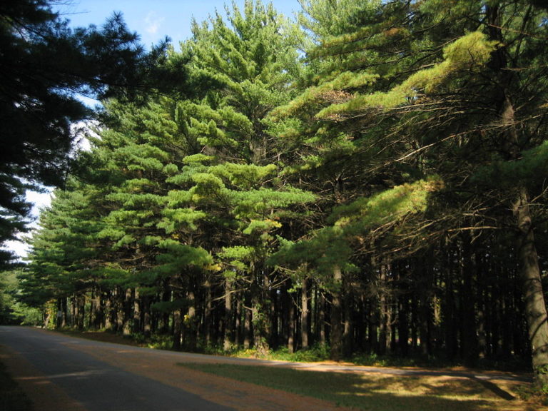 native White Pine stand in Illinois