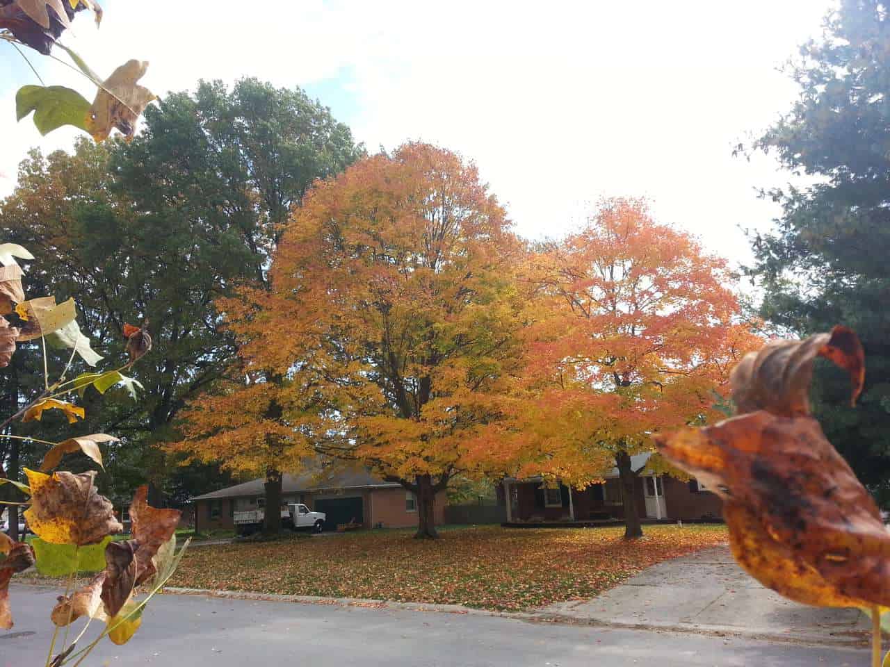 types of maple trees in ohio