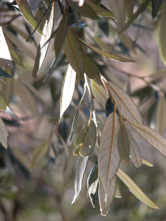 Quercus Hypoleucoides