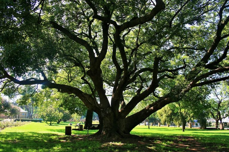 oak tree whatsyoursign
