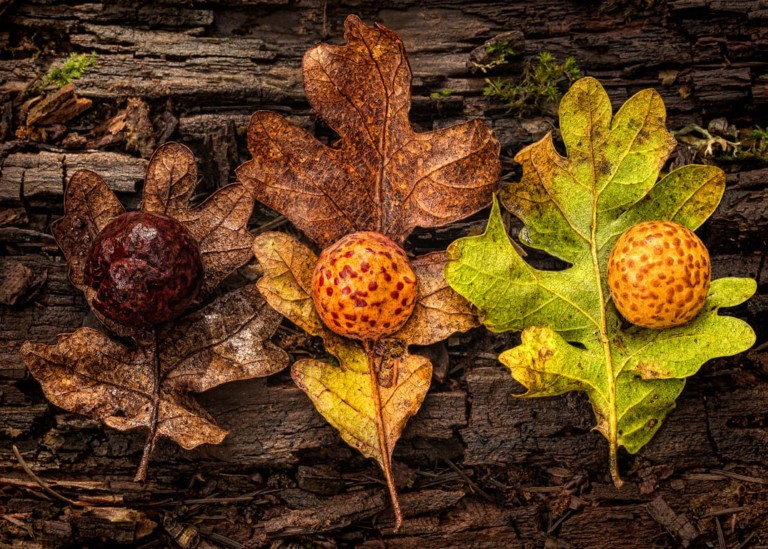 Oak leafs and galls