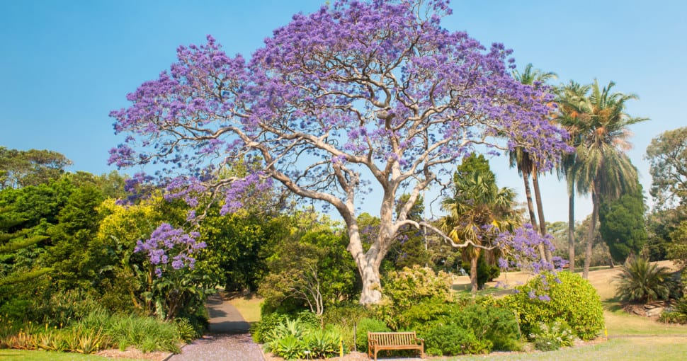 Tree With Purple Flowers In Spring