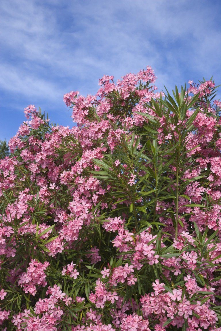 90 Best Flowering Trees for Florida (by Color & w/ Photos)- ProGardenTips