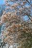 Amelanchier laevis