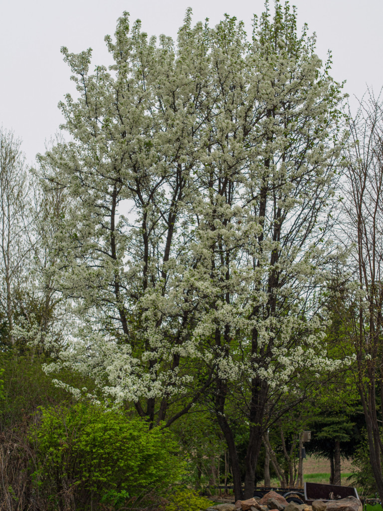 Callery Pear Pyrus calleryana