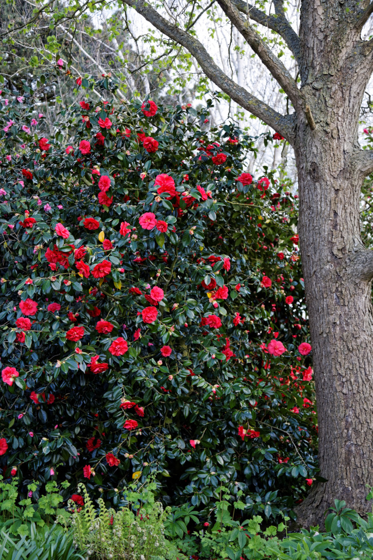 Camellia japonica