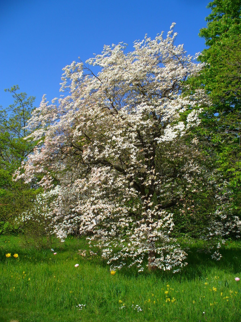 Cornus florida.