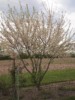 Prunus Americana