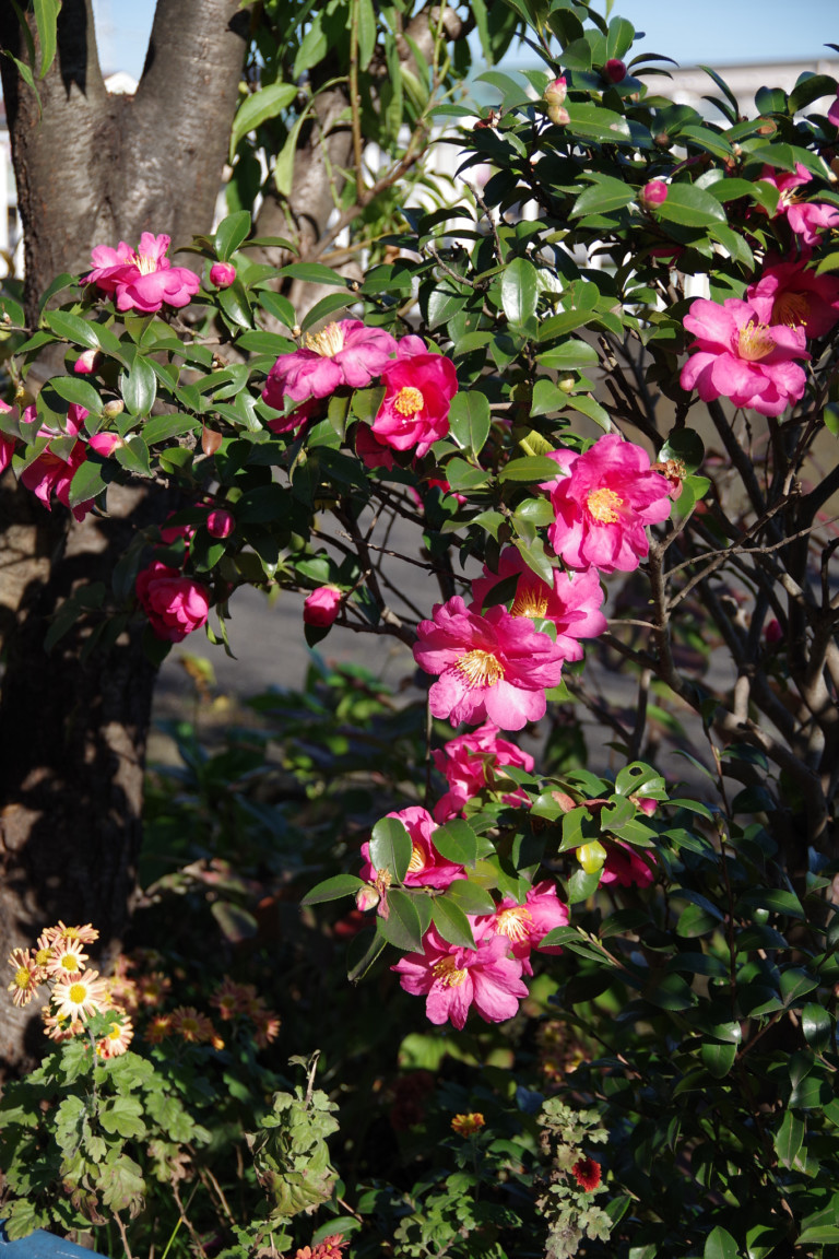 Camellia Sasanqua