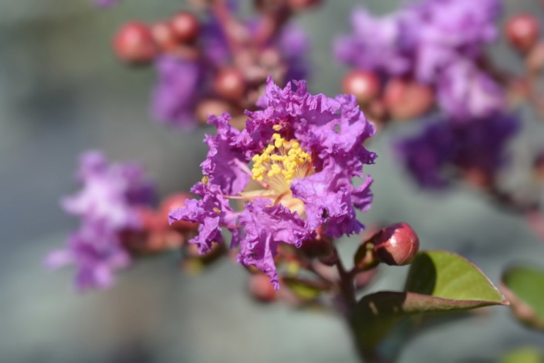 Crepe myrtle Lagerstroemia indica
