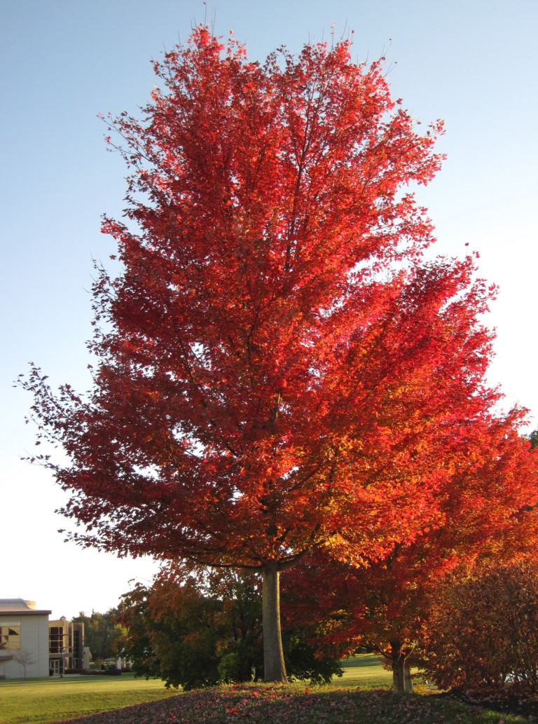 different types of maple tree