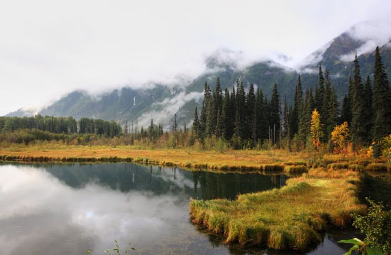 British Columbia lake and pine trees