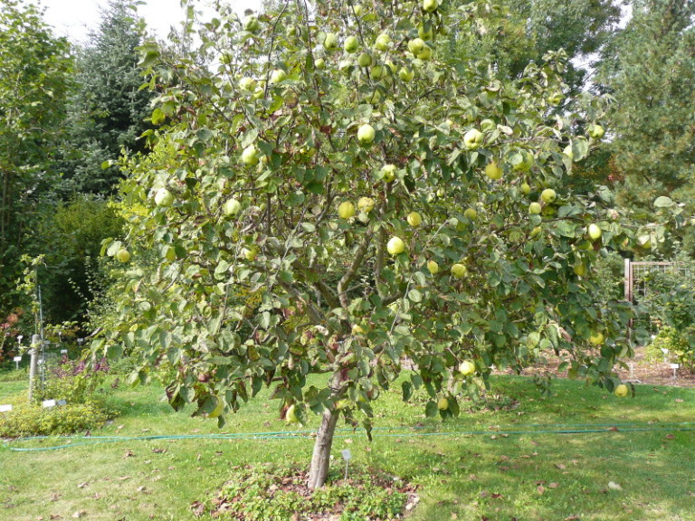 21 Great Quince Tree Varieties for Fruit and Aesthetics - ProGardenTips