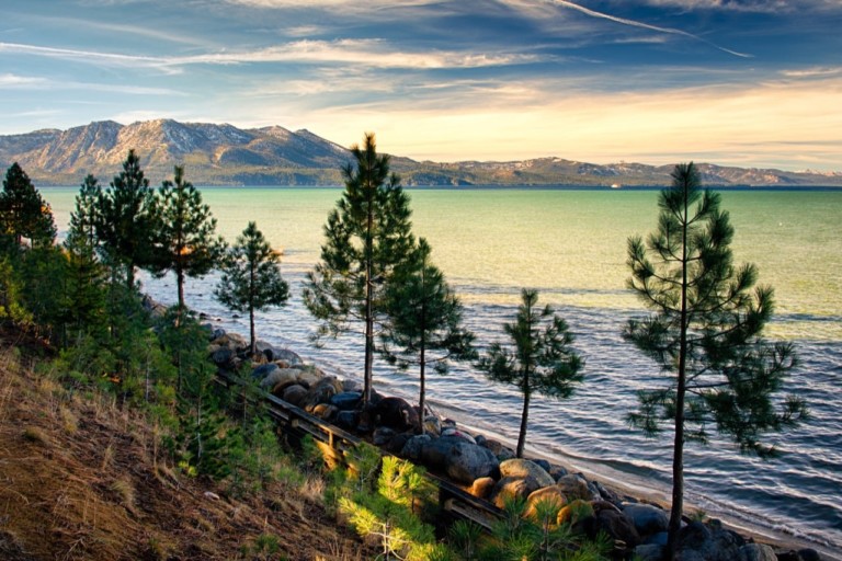 Lake Tahoe Pine Trees