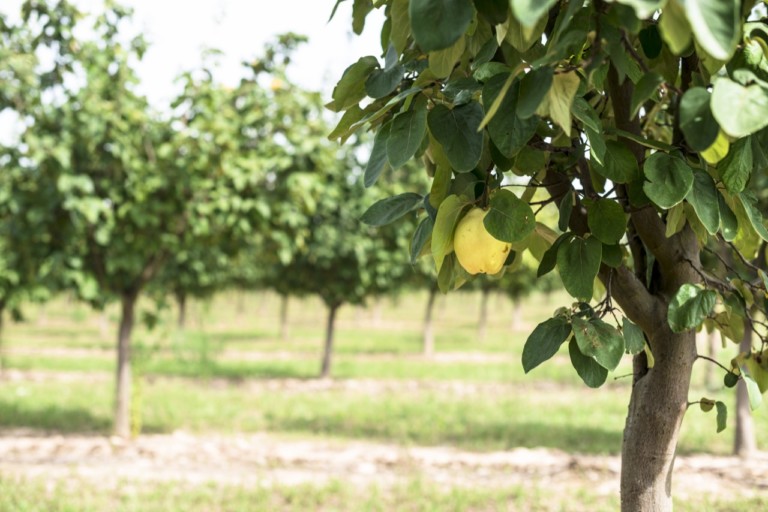 Quince tree orchard
