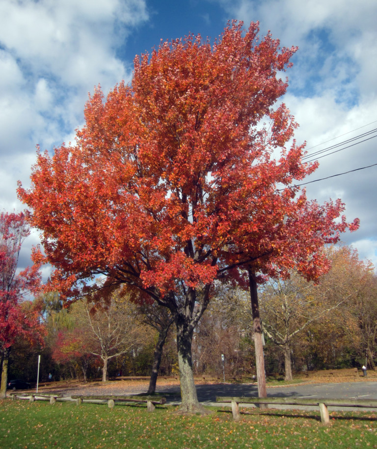 new england maple tree types