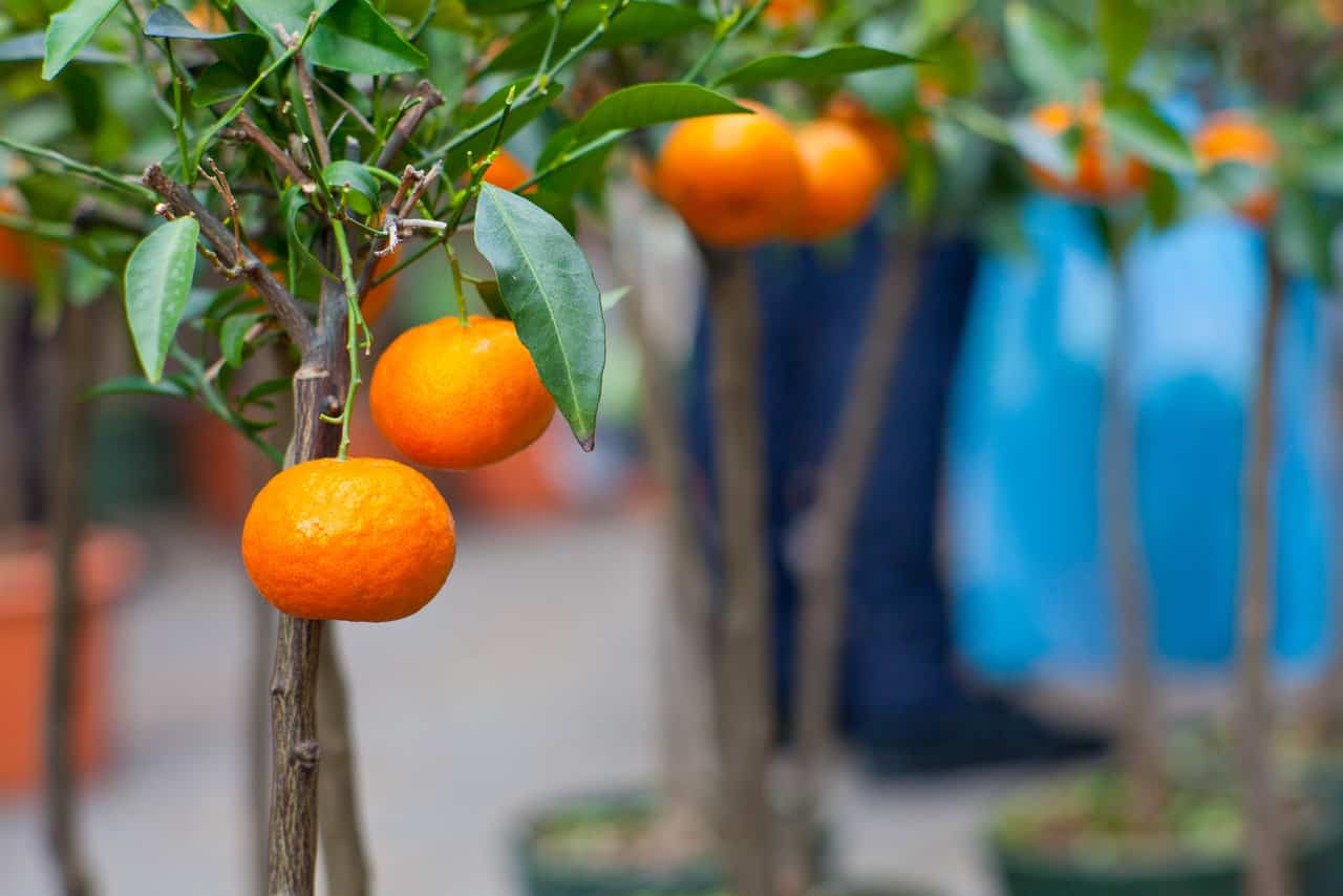 15 Delicious Tangerine Tree Varieties ProGardenTips