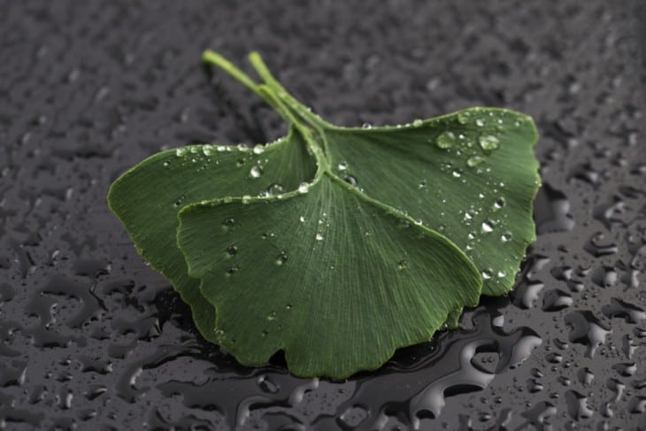 ginkgo biloba leaves
