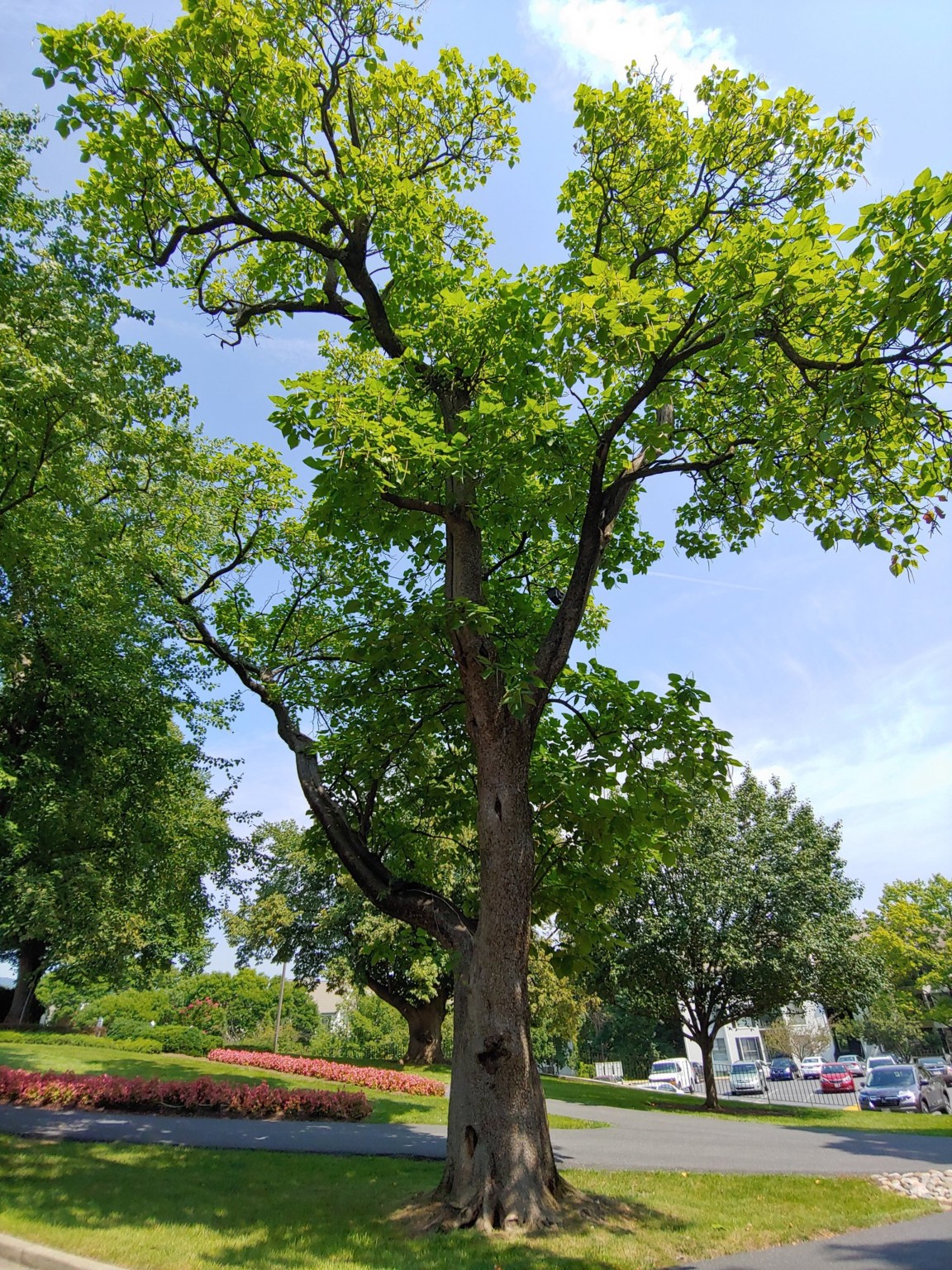 27 Most Common Trees In Ohio Progardentips