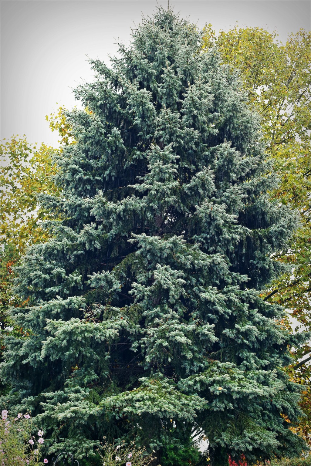 28 Most Common Trees in Michigan ProGardenTips