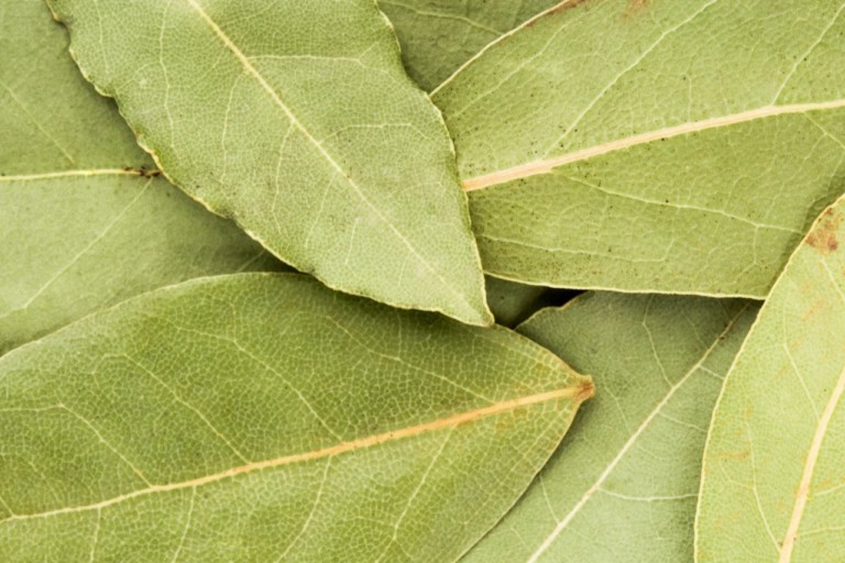 Bay leaves