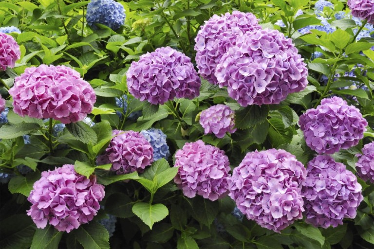 Purple Hydrangeas