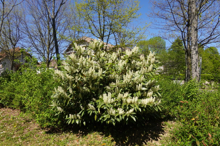 Cherry laurel