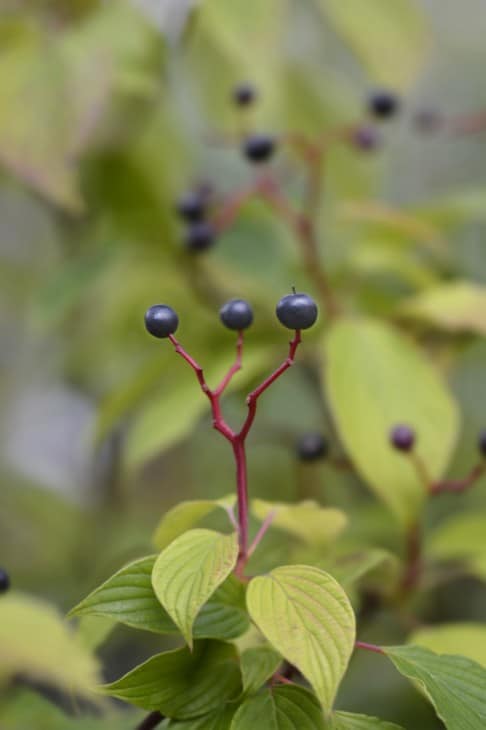 do all dogwoods have berries