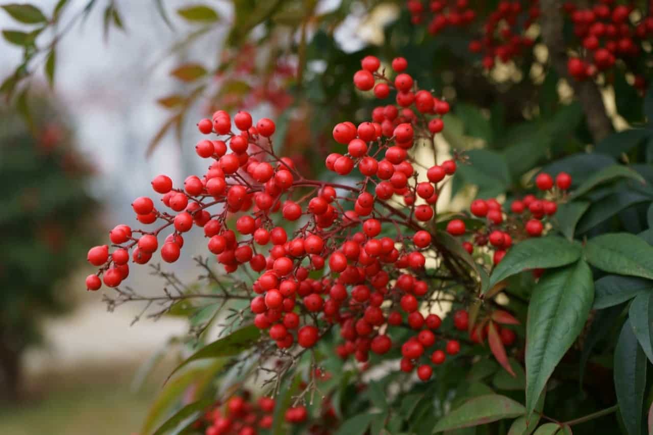 Are Small Red Berries Poisonous To Dogs