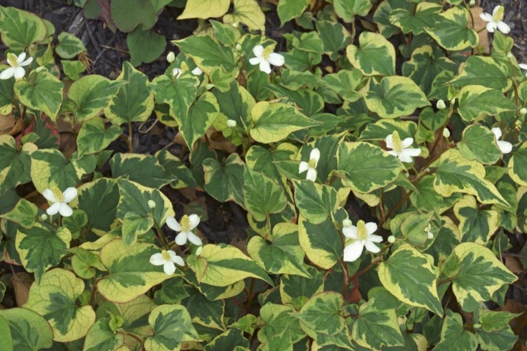 Houttuynia cordata Chameleon