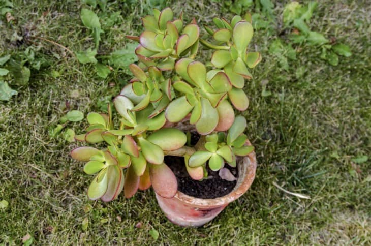 Jade succulent plant or Crassula ovata
