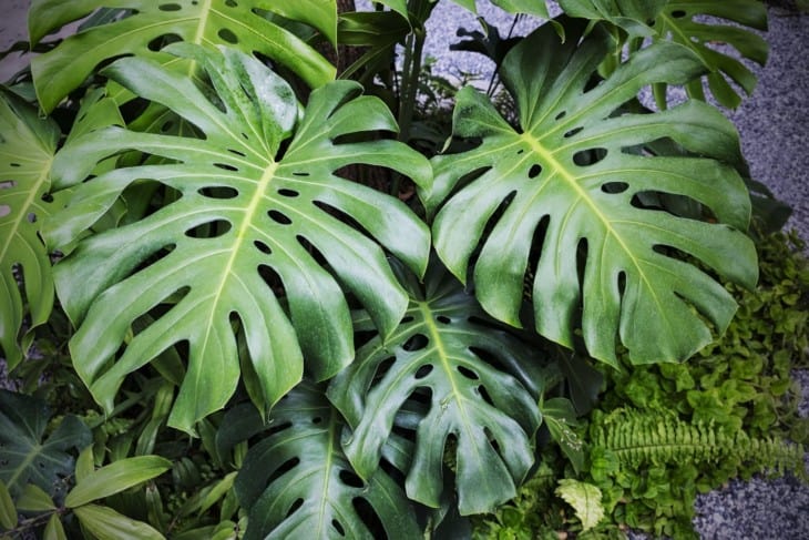 Monstera deliciosa plants in the garden