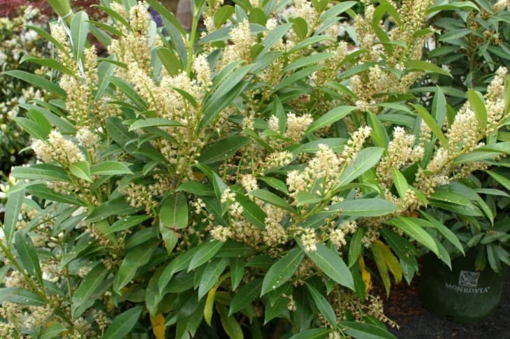 Prunus laurocerasus Schipkaensis