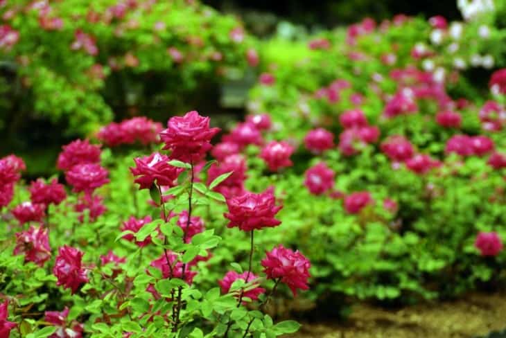 Rose garden