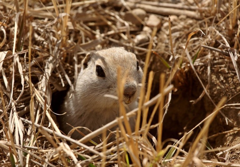 Gopher peaking out of burrow in spring