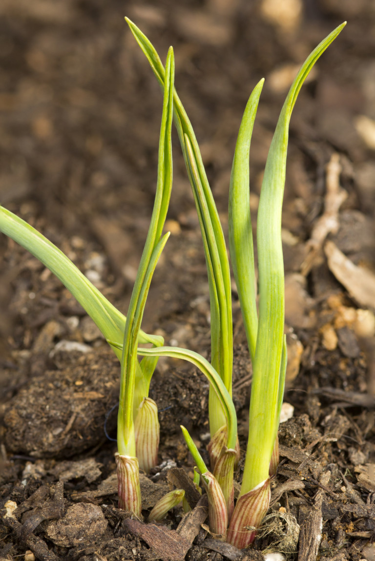 8818882 fresh new garlic