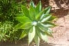 Agave