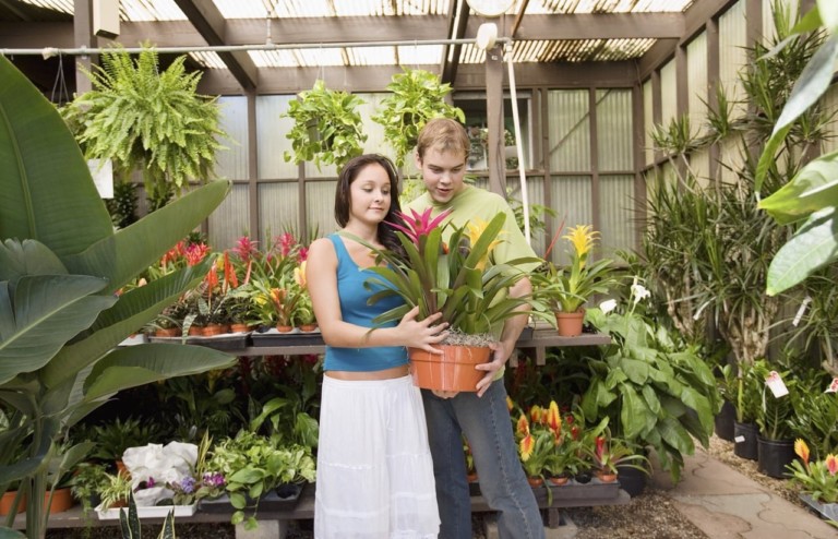 Buying a House Plant
