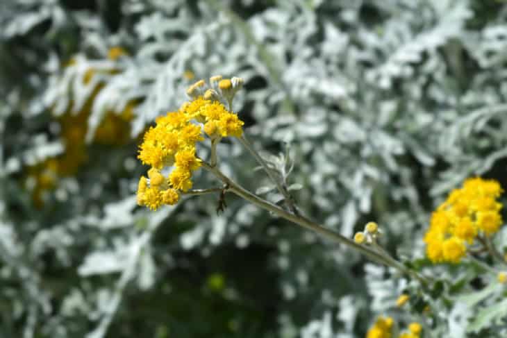 Plants that look like Ragwort Silver ragwort