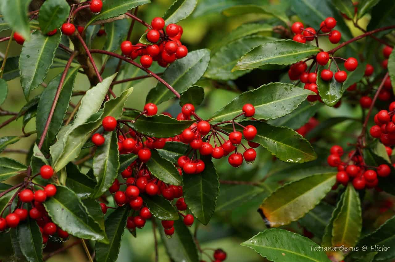 Coral Ardisia (Ardisia crenata) Care and Identification