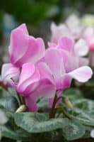Florist's Cyclamen (Cyclamen persicum) care
