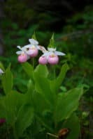 Lady Slipper Orchid (Cypripedium reginae)