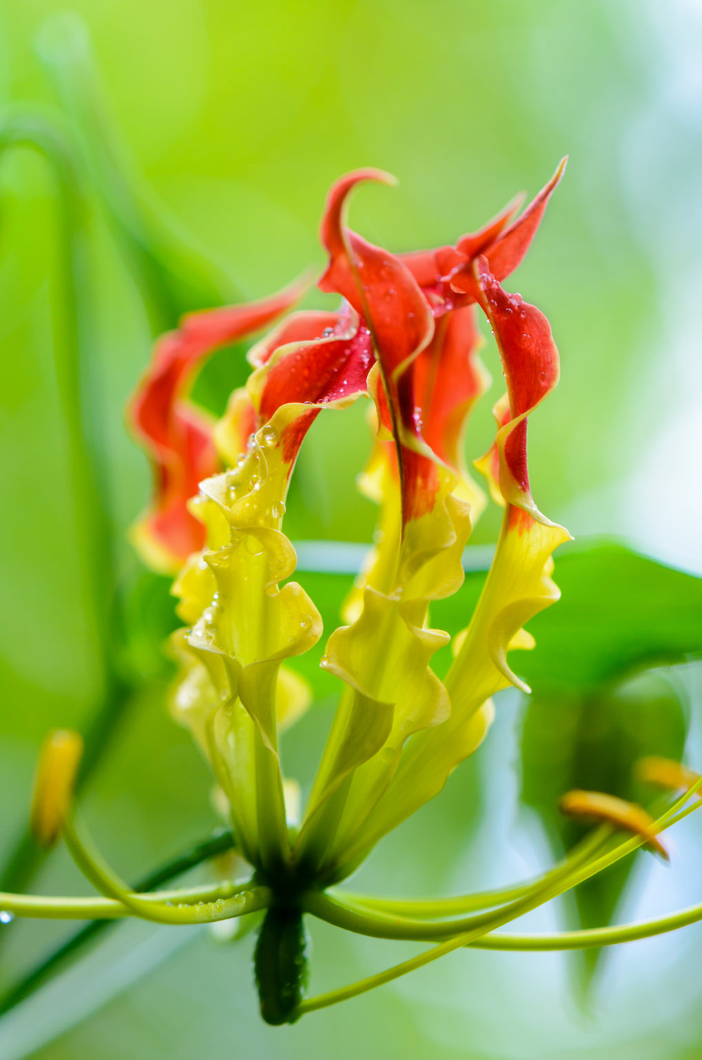 Gloriosa Lily (Gloriosa superba) Care and Facts