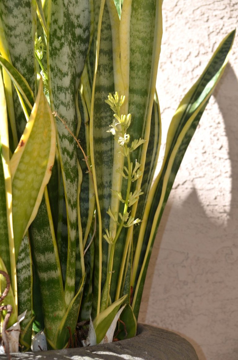 Mother in law Tongue Dracaena trifasciata