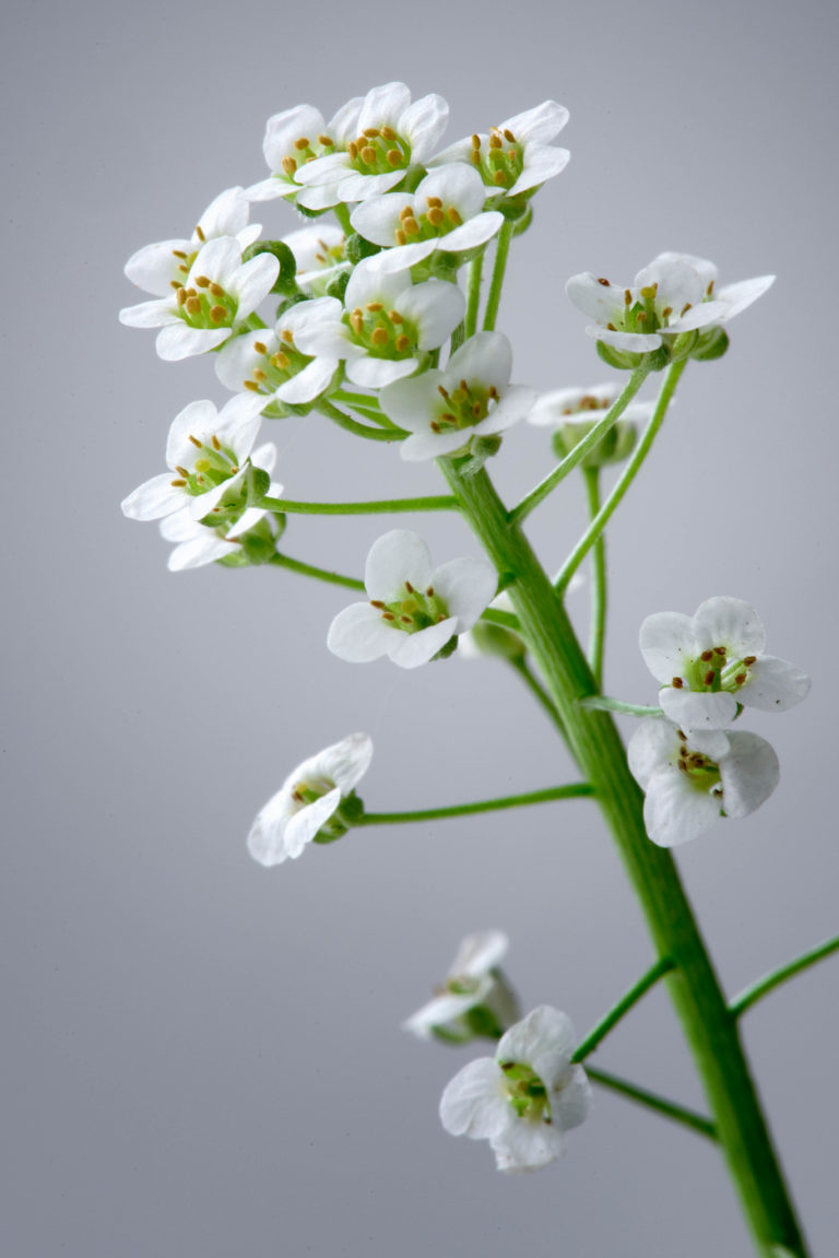 Sweet Alyssum
