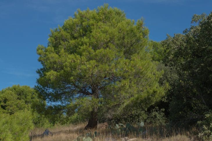 Aleppo Pine Pinus halepensis