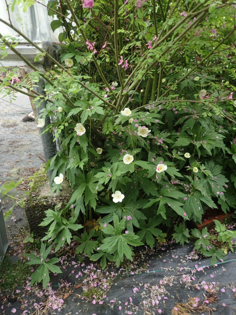 Canadian Anemone (Anemone canadensis)