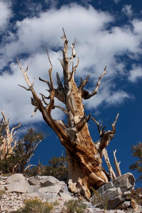 Gnarled ancient Great Basin Bristlecone Pine with twisted trunk
