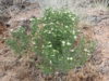 Peganum harmala