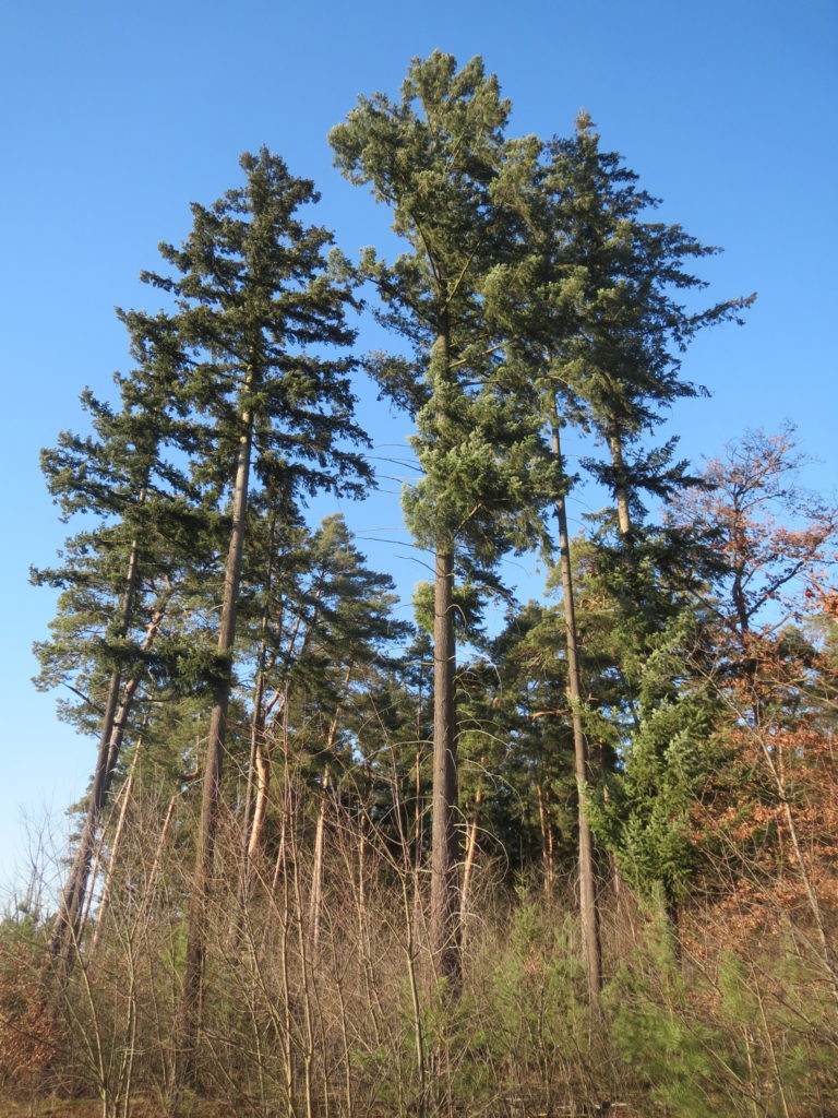 The 16 Biggest Trees in Washington State - ProGardenTips